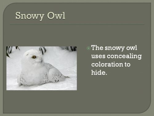 animal camouflage concealing coloration
