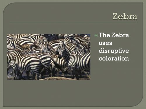 animal camouflage disruptive coloration