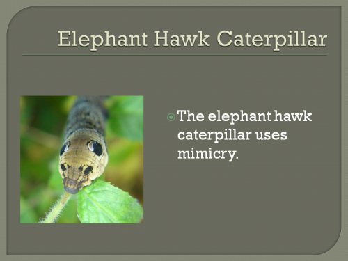 animal camouflage mimicry