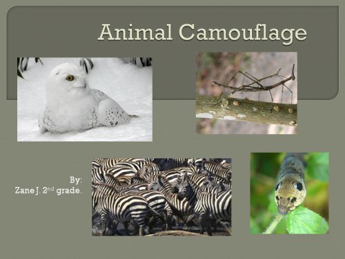 animal camouflage