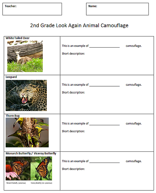 Camouflage Activity Handout 3