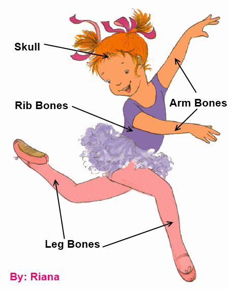 anatomy labeled simple version
