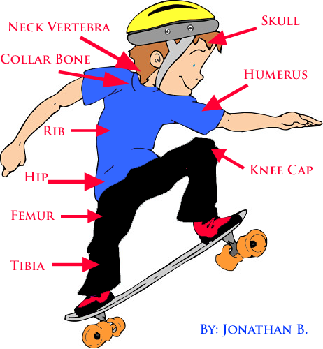 boy-skeletal-system-diagram