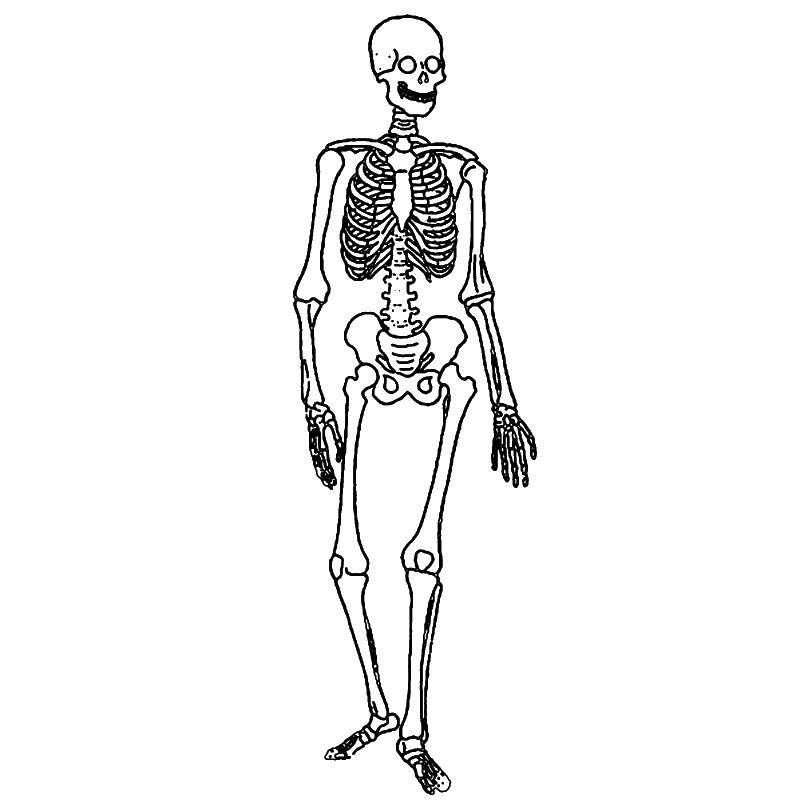 skeleton picture
