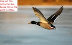 resize the bird photo