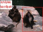 crop the monkey photo