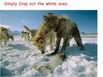 crop the wolves photo