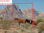 crop the horses photo