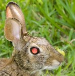 remove the red eye bunny photo