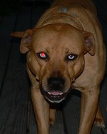remove the red eye photo