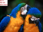 sharpen the birds photo