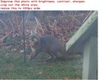 sharpen the fox photo