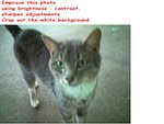 sharpen the kitty photo