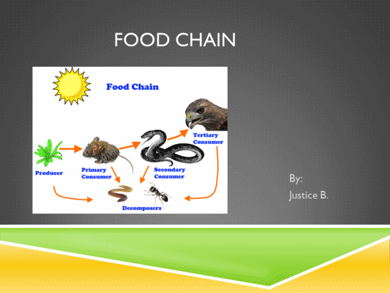 Food Chain Lesson Plan
