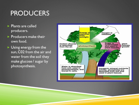 Food Chain Producers