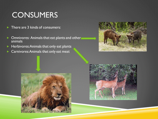 Food Chain Consumers