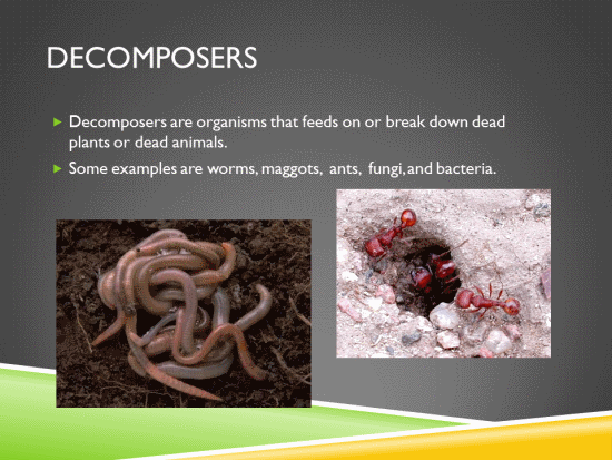 Food Chain Decomposers