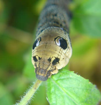 Mimicry camouflage - Elephant Hawk Caterpillar