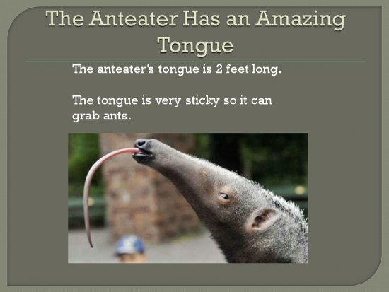Amazing Animals - Anteater