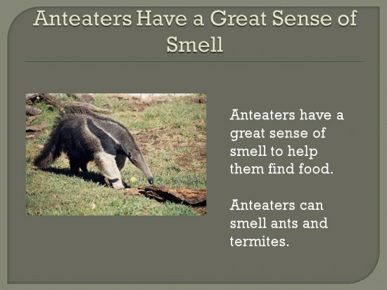 Amazing Animals Unique Qualities