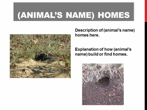 Animal Homes