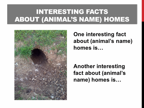 Interesting Facts about Animal Homes