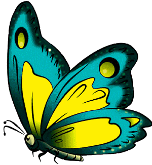 adult butterfly