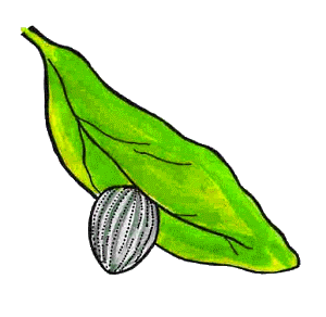 butterfly egg