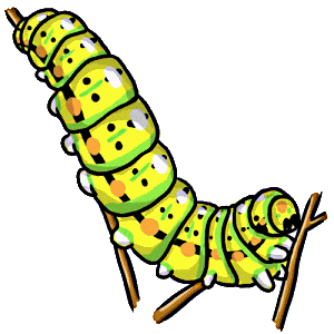 butterfly larva