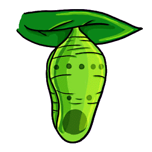 butterfly pupa