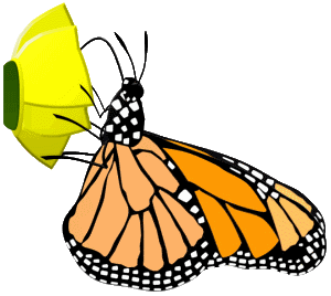 monarch adult