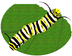 butterfly pupa