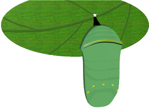monarch pupa