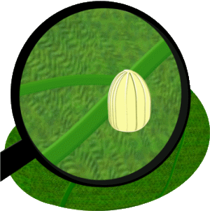 monarch butterfly egg