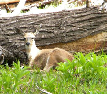 Camouflage Concealing Coloration Brown Deer