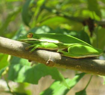 Camouflage Concealing Coloration Green Tree Frog