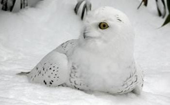 Camouflage Concealing Coloration Snowy Owl
