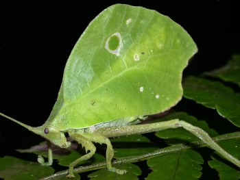 Disguise camouflage. katydid.