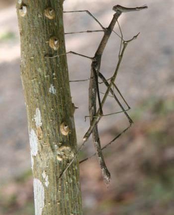 Disguise camouflage. Walking stick.