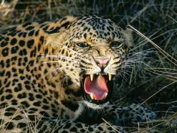 Disruptive coloration. Leopard.