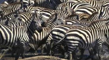 Zebra disruptive coloration camouflage