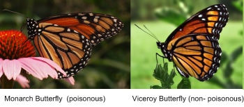 Monarch and Viceroy Butterflys. Mimicry camouflage example.