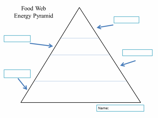 Food Web Energy Pyramid Template
