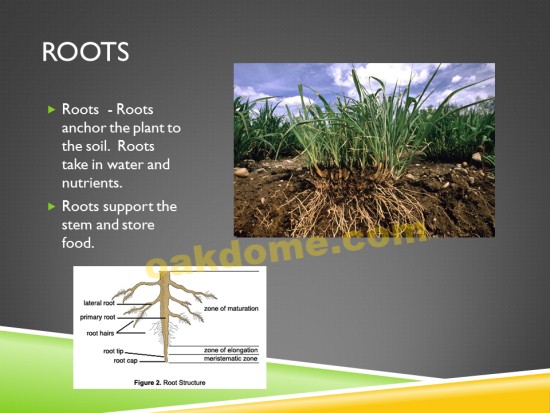 Plant Parts PowerPoint