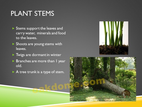Plant Parts - Stems