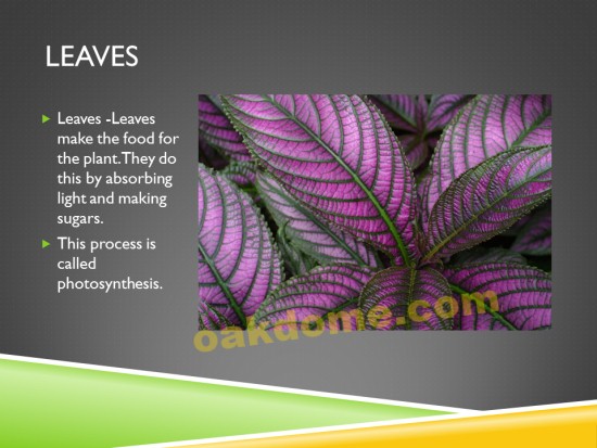Plant Parts - Stems