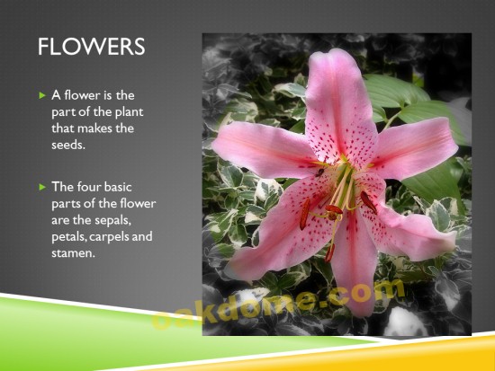 Plant Parts Flowers