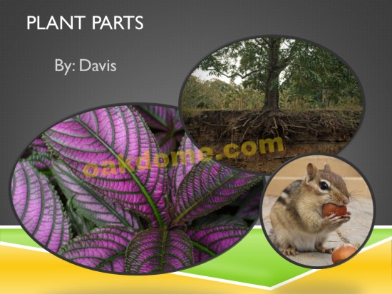 Plant Parts Title Slide