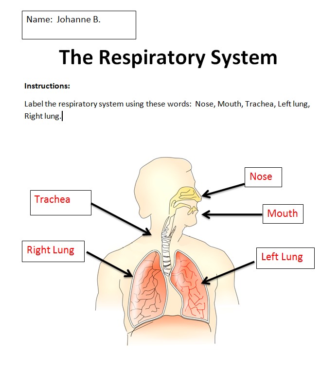 respiratory system