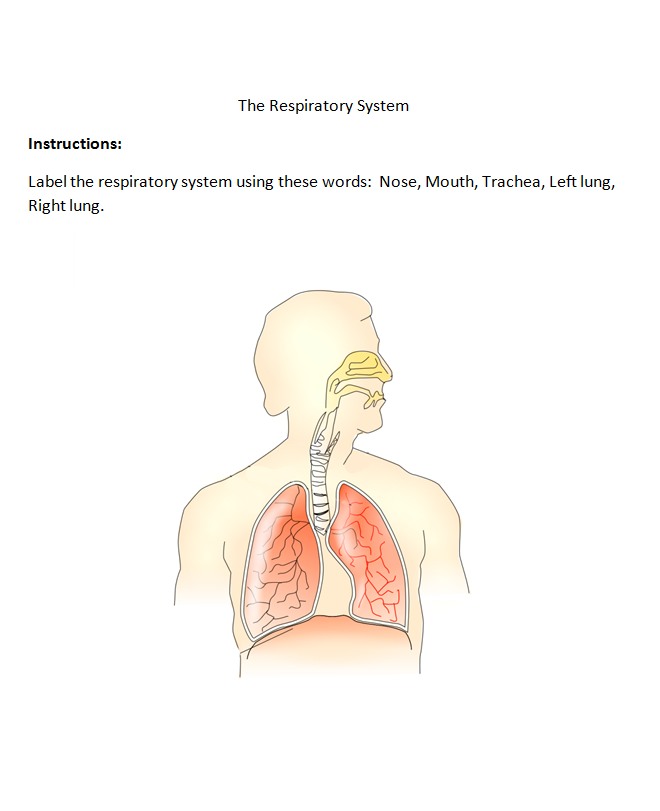 respiratory system worksheet